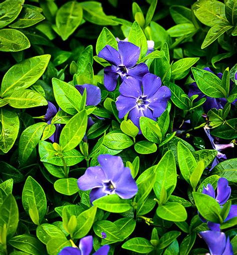 Lesser periwinkle - Vinca minor ' Bowles variety ' - Courville Nurseries