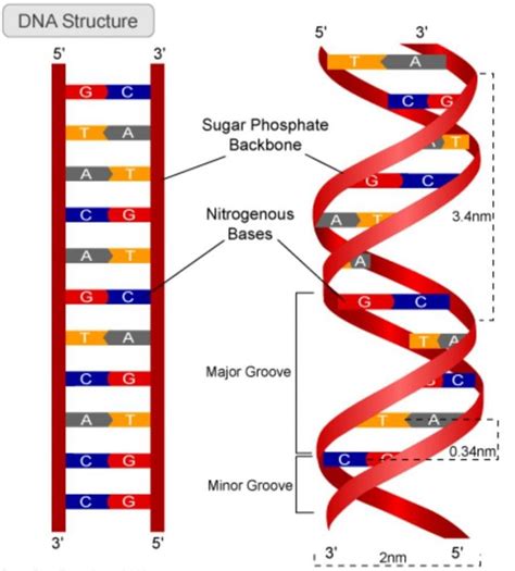 DNA Structure and Replication – Patryk's Blog