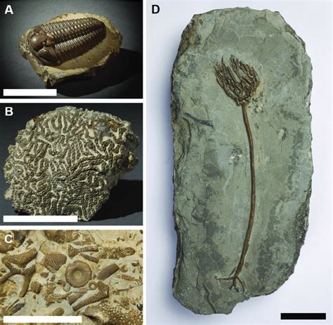 Silurian fossils from the Much Wenlock Limestone Formation of the ...