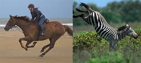 Zebra and Horse - A bit similar? - Dallas Equestrian Center