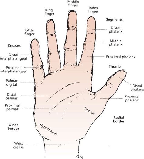 Anatomy Of Middle Finger