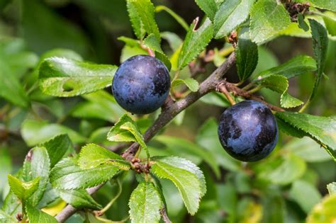 A hedgerow you can eat: what to plant for an edible hedgerow | Edible ...