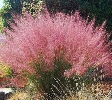 Pink Muhly Grass ( muhlenbergia ) | New Life Nursery