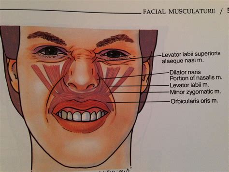 Anatomy Of The Lip • Muscles, Nerves, Arteries, Function, 59% OFF