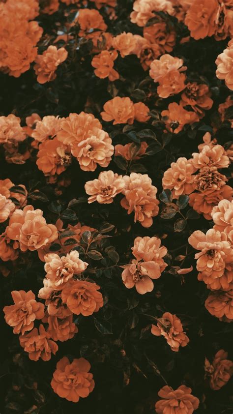 Fall flowers | Flower background iphone, Vintage flower backgrounds ...