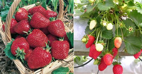 12 Best Strawberry Varieties in India | Types of Strawberries