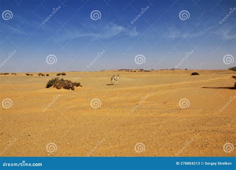 The Camel in Sahara Desert of Sudan Stock Image - Image of african ...