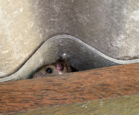 Tips For Keeping Roof Rats Away | Diversified Roofing