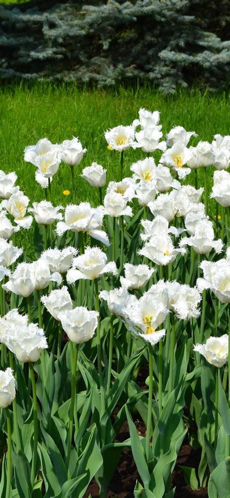 Wallpaper Many white tulips, garden 3840x2160 UHD 4K Picture, Image