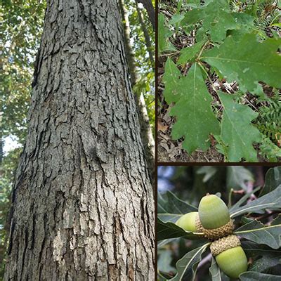 White Oak - How To Identify A White Oak Tree In Indiana