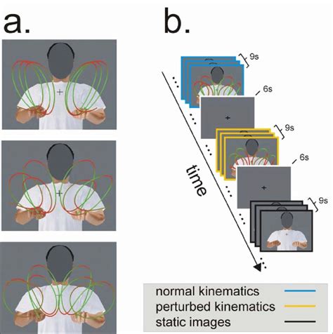 Biological motion stimuli and experimental paradigm. (a) Stimuli ...