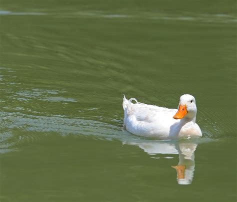 White Duck Swimming Free Stock Photo - Public Domain Pictures