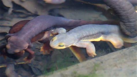 Mating Newts - YouTube