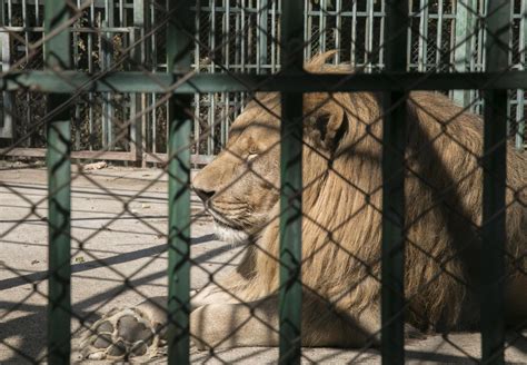 The Life Cycle of Exploitation - FOUR PAWS Australia - Animal Welfare ...