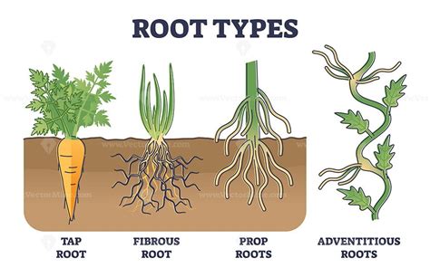 Root types examples in soil from side view in biological outline ...