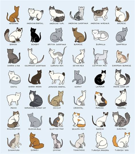 American Shorthair Cat Weight Chart - Dogs And Cats Wallpaper