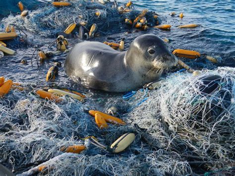 The Marine Mammal Center | Ocean Trash