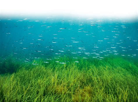 The seagrass meadows that lie beneath the waters of Britain are 'one of ...