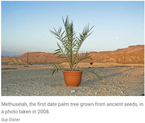 Methuselah Tree Sprouts from 2,000 Year Old Seeds. – Tree Weaver