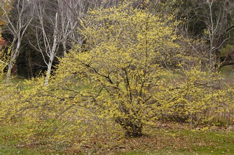 Mt. Cuba Center | Hamamelis_virginiana_2 - Mt. Cuba Center