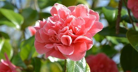 Camellia Flower – Meaning, Symbolism and Colors