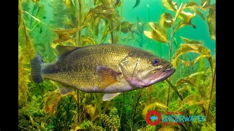 Largemouth Bass Underwater