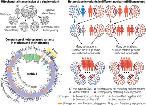 Germline selection shapes human mitochondrial DNA diversity | Science