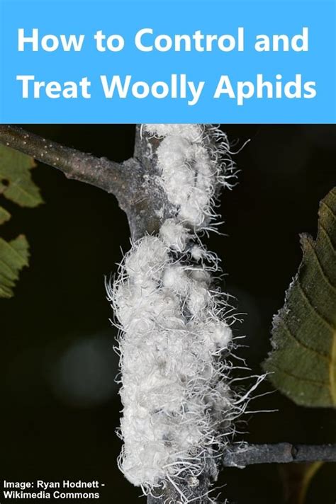 How to Control and Treat Woolly Aphids in 2021 | Aphids, Natural pest ...