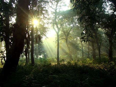 Tropical Deciduous Forests and Tropical Evergreen Forests