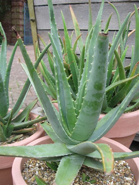 Aloe vera | Plant-Lore