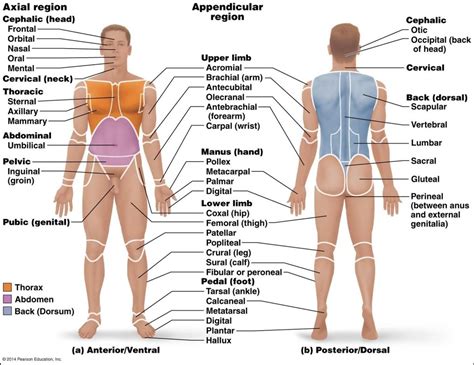 Anterior Body Landmarks Diagram | Quizlet