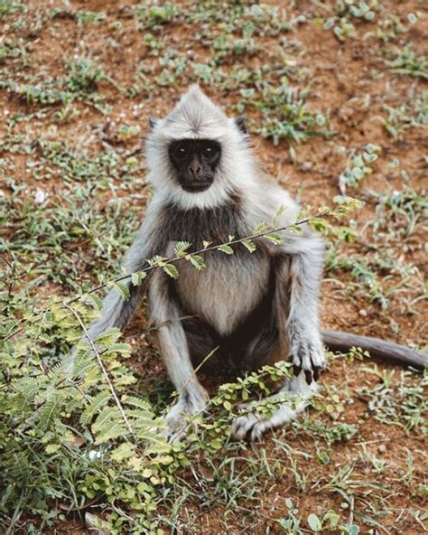 A guide to Yala National Park, Sri Lanka’s best safari destination ...