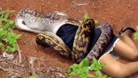 anaconda eating human – giant anacondas eating people – Plusmage