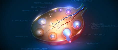 Follicle-stimulating hormone (FSH) function in females