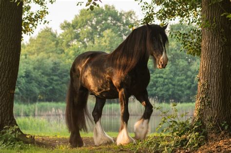 Shire Horse: Aussehen, Charakter & Haltung - Pferd