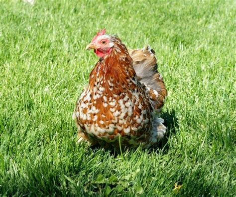 Mille Fleur Bantam Cochin Pair The pair (rooster and a hen) of Mille ...