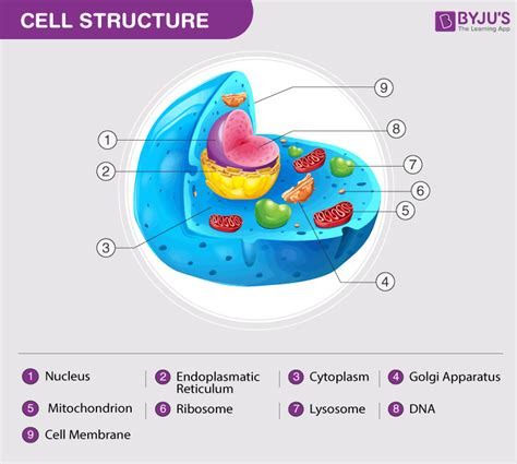 Animal Cell - Structure, Function, Diagram and Types