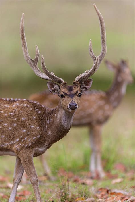 India Chital, Spotted Deer (axis Axis Photograph by Ralph H. Bendjebar ...