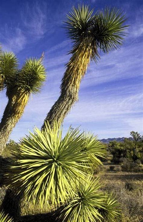 Sign in | Desert landscaping, Desert trees, Nevada desert