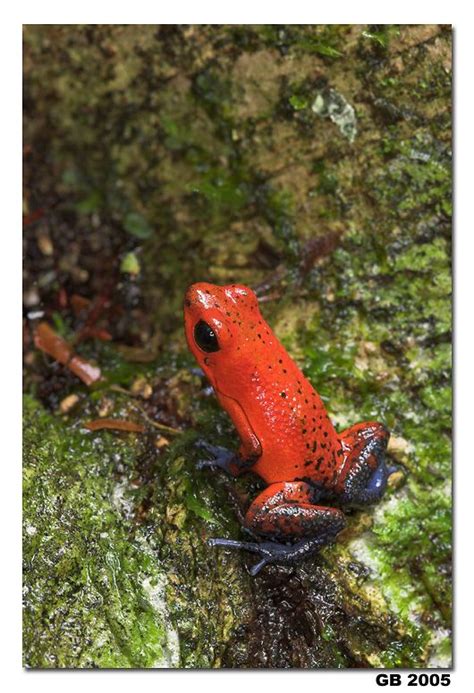 STRAWBERRY POISON DART FROG | Dart frog, Strawberry poison dart frog ...