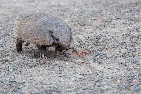 armadillo close up portrait looking at you 12026172 Stock Photo at Vecteezy