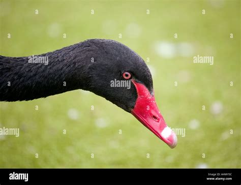 Portrait of a male Black Swan native to Western Australia Stock Photo ...