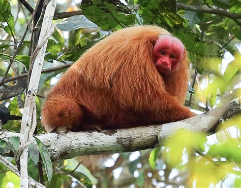 red-uakari-monkey-2 · Amazonia Expeditions