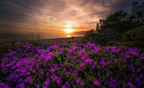 Download Horizon Purple Flower Flower Sea Ocean Beach Coast Nature ...