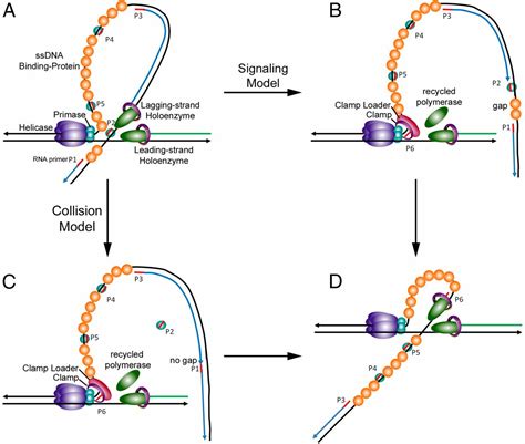 RNA primer–primase complexes serve as the signal for polymerase ...