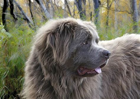 10 Best Extra-Large Dog Breeds (For Lovers of Huge and Giant Dogs)