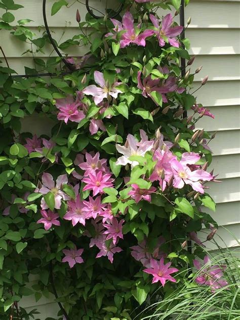 Clematis Sally | Brushwood Nursery, Clematis Specialists