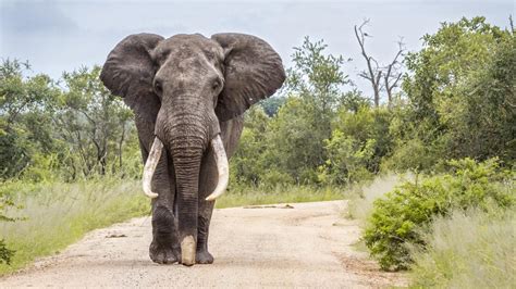 Safari South Africa Kruger National Park: I pissed off an elephant ...