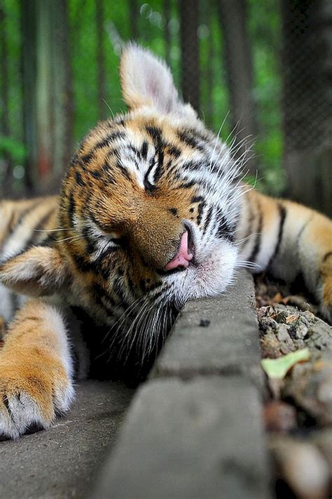 baby tiger sleeping on the road | Cute animals, Animals beautiful, Animals