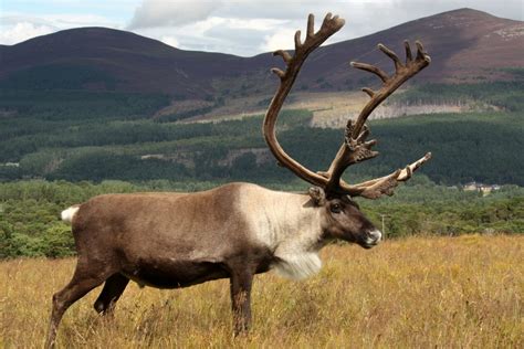 Reach for the sky! How reindeer antlers grow so fast – The Cairngorm ...